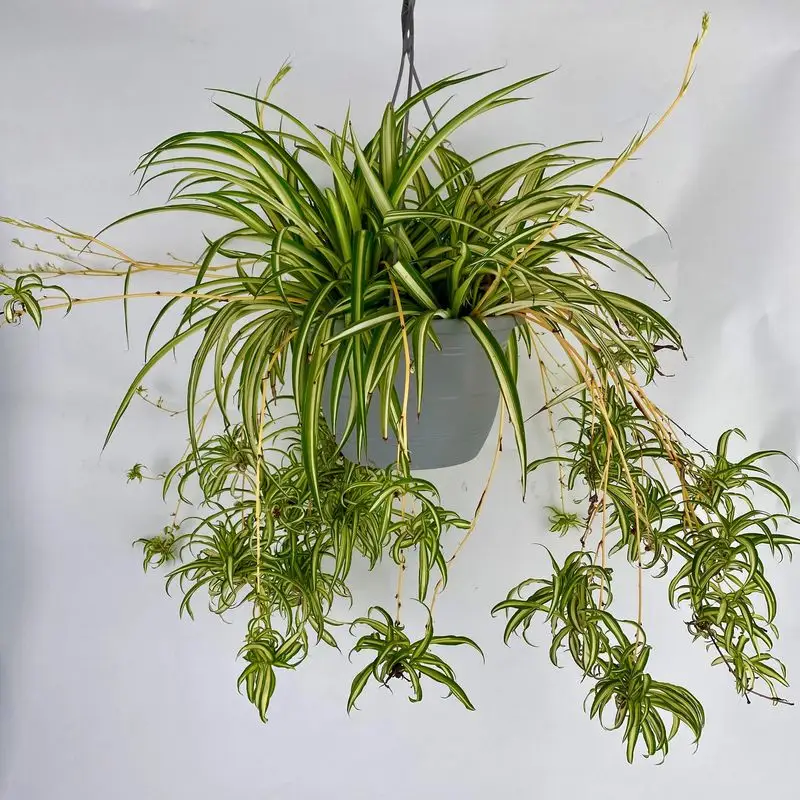 Spider Plant