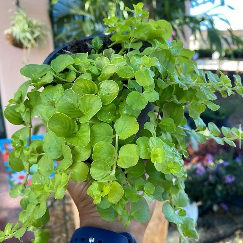 Creeping Jenny