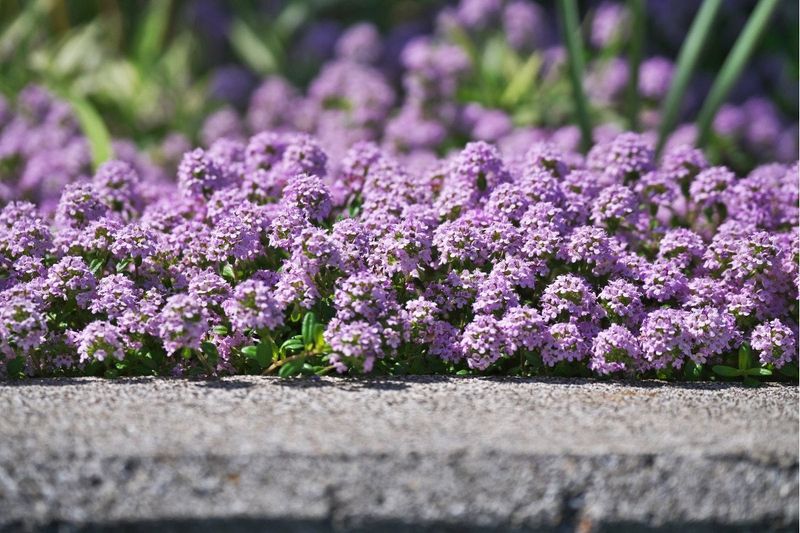 Creeping Thyme's Aroma