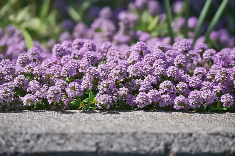 Creeping Thyme's Aroma