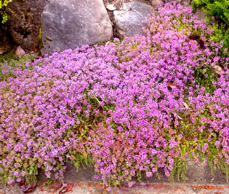 Creeping Thyme