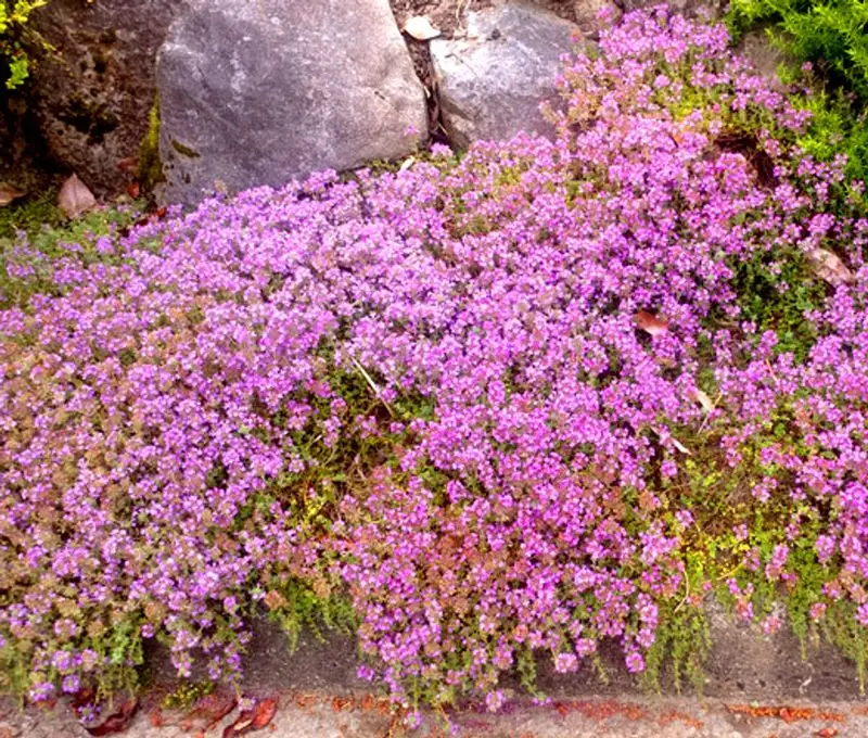Creeping Thyme