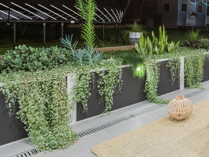 Creeping Vines