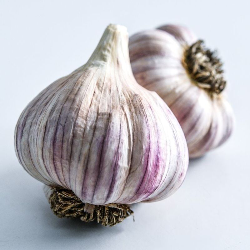 Persian Star Garlic