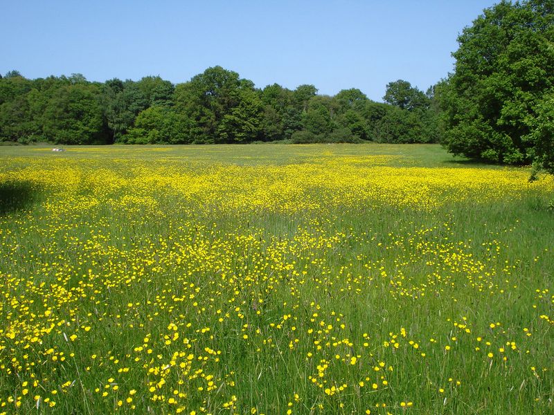 Buttercup Meadow, England