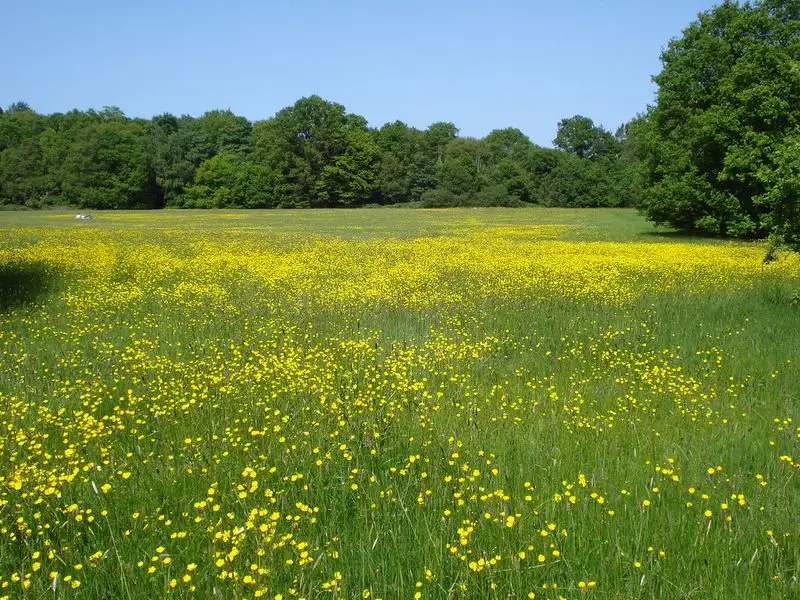 Buttercup Meadow, England