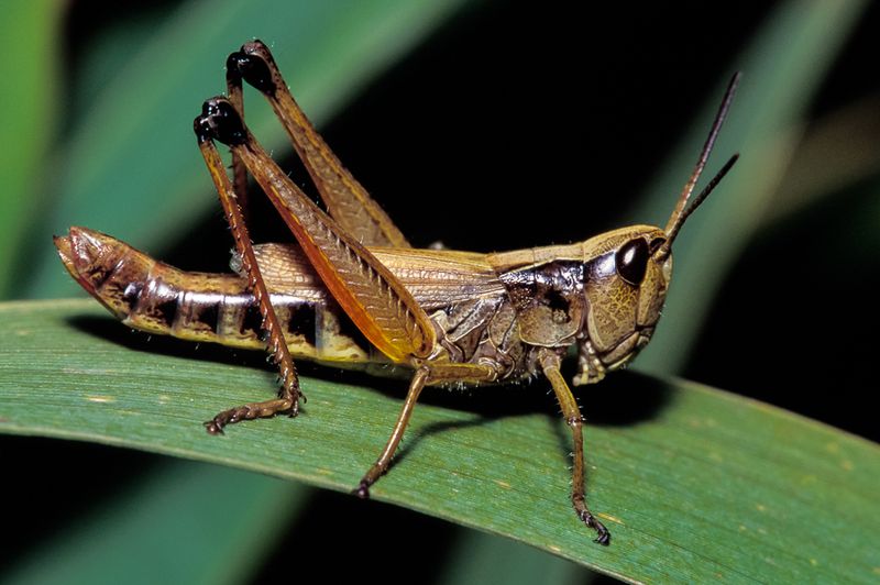 Crickets' Evening Symphony