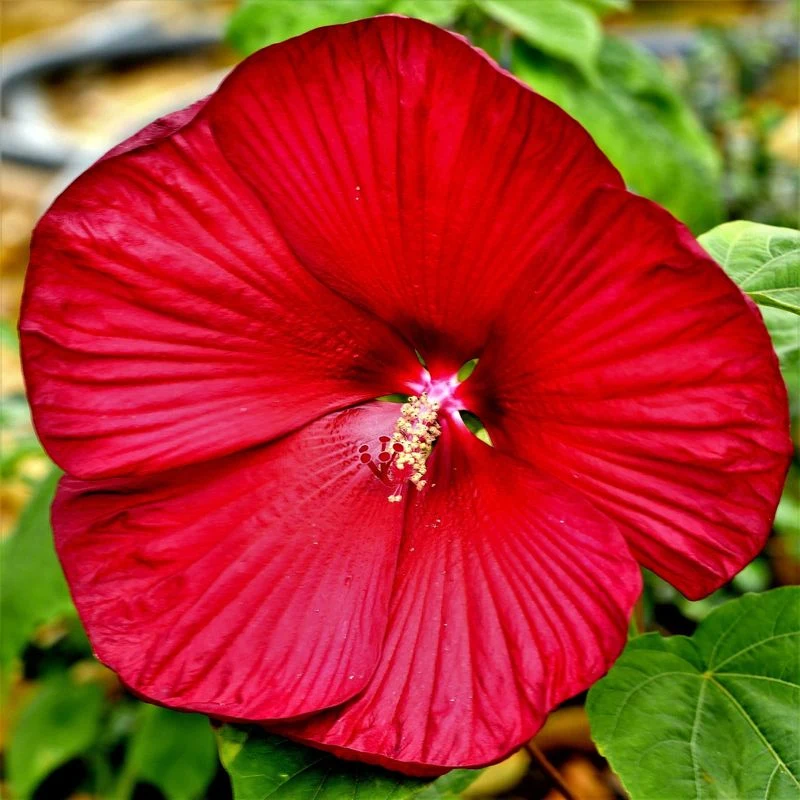 Fireball Hibiscus