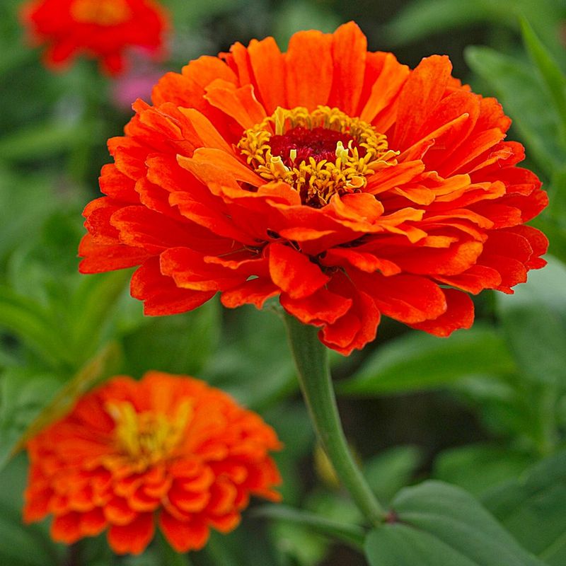 Orange King Zinnia