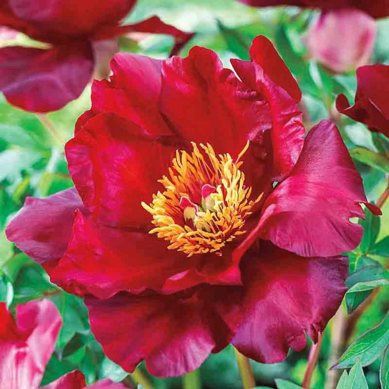 Scarlet Heaven Peony
