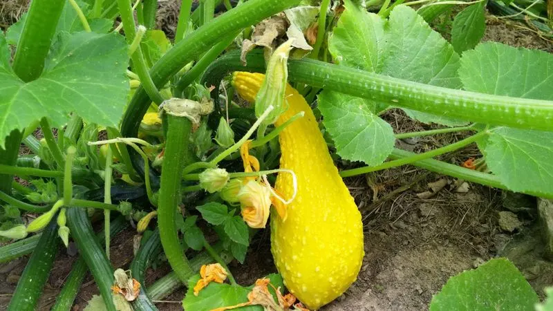 Crookneck Squash