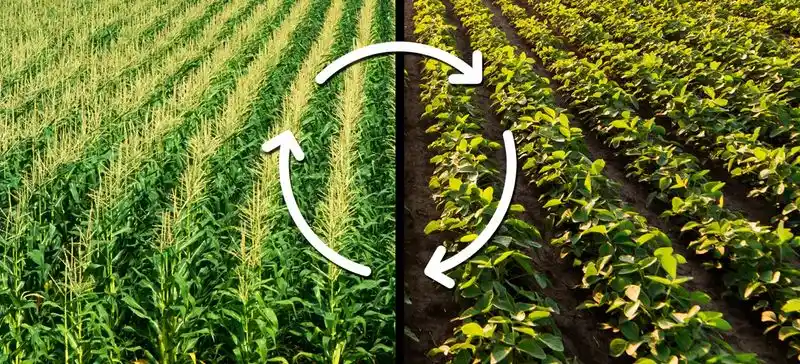 Crop Rotation Benefits