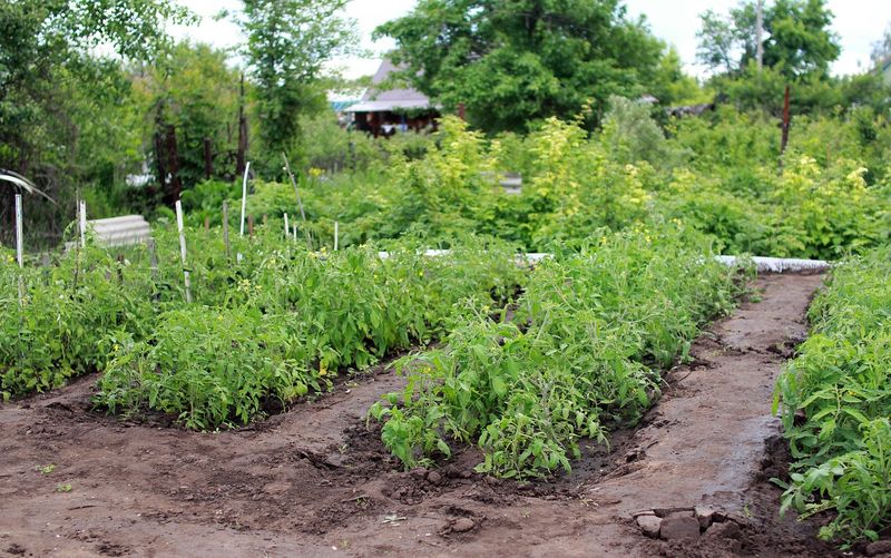Crop Rotation for Disease Prevention