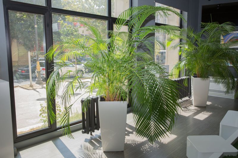 Areca Palm