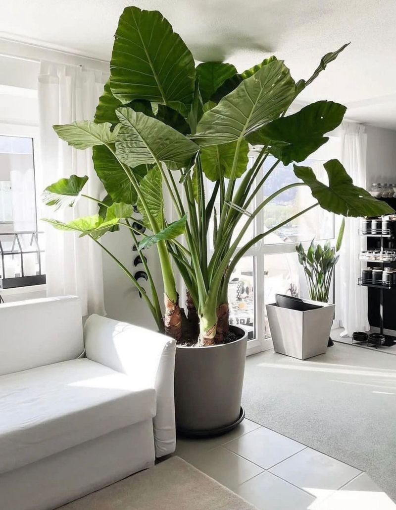 Alocasia