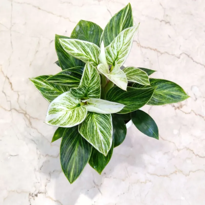 Philodendron Birkin