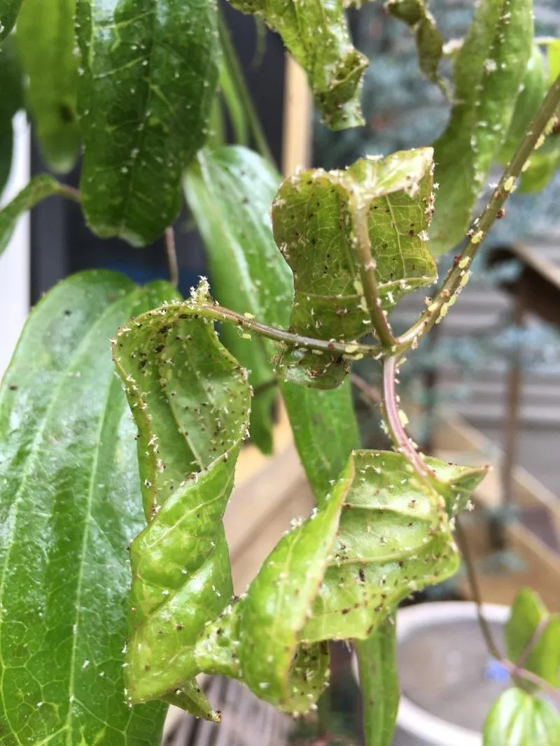 Ignoring Pest and Disease Control