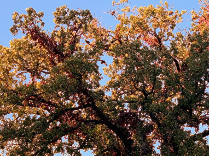 Crows and Oak Trees