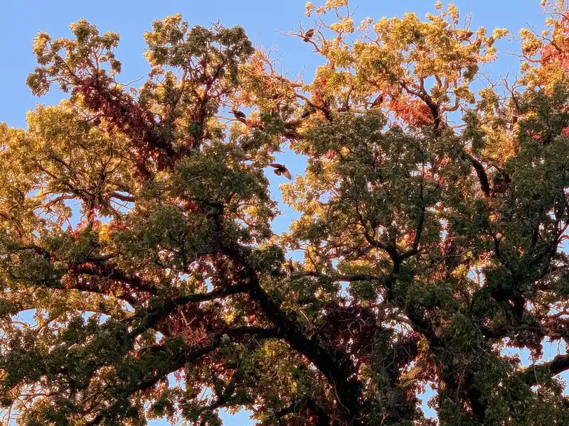 Crows and Oak Trees