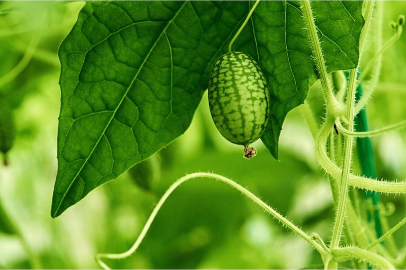 Cucamelon and Pole Beans