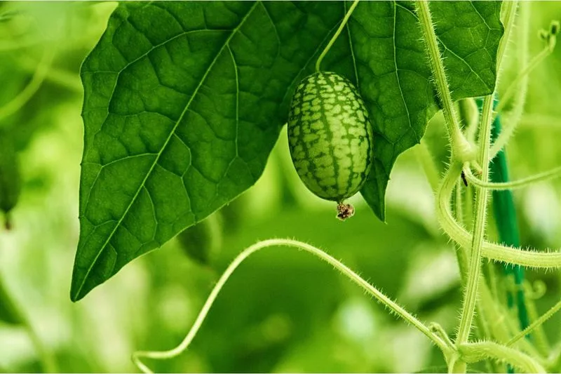 Cucamelon and Pole Beans