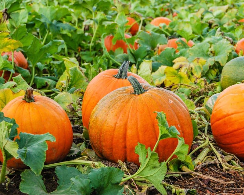 Pumpkins