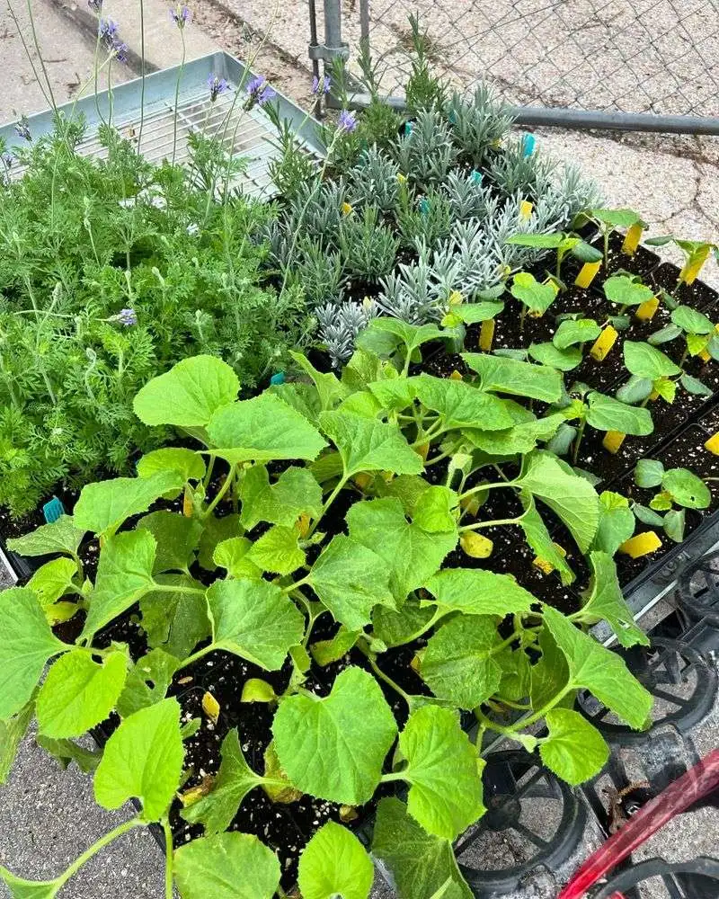 Cucumbers