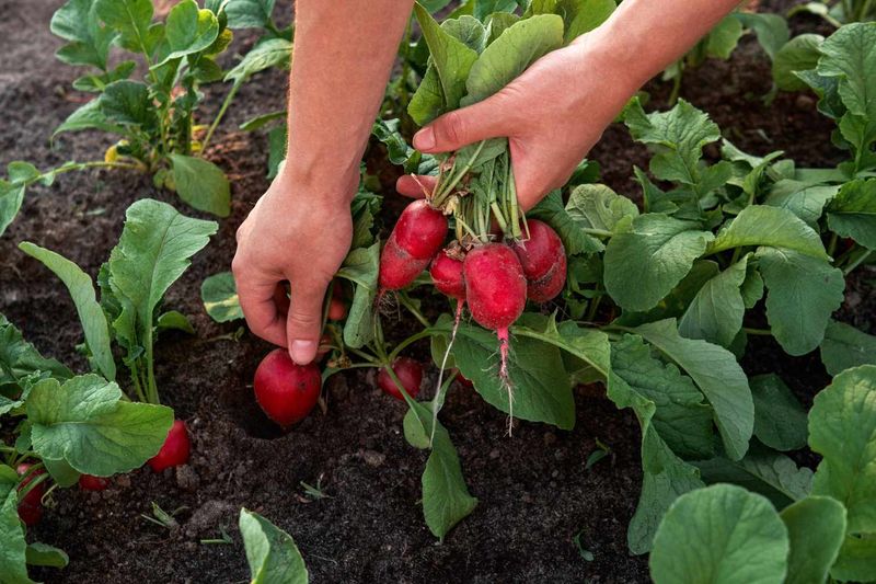 Radishes