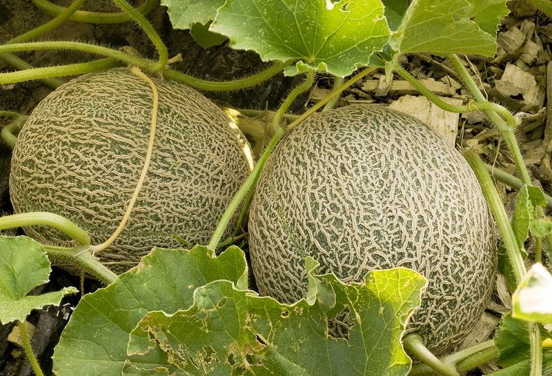 Melons