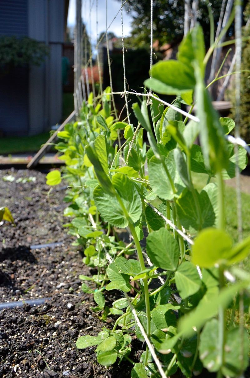 Peas