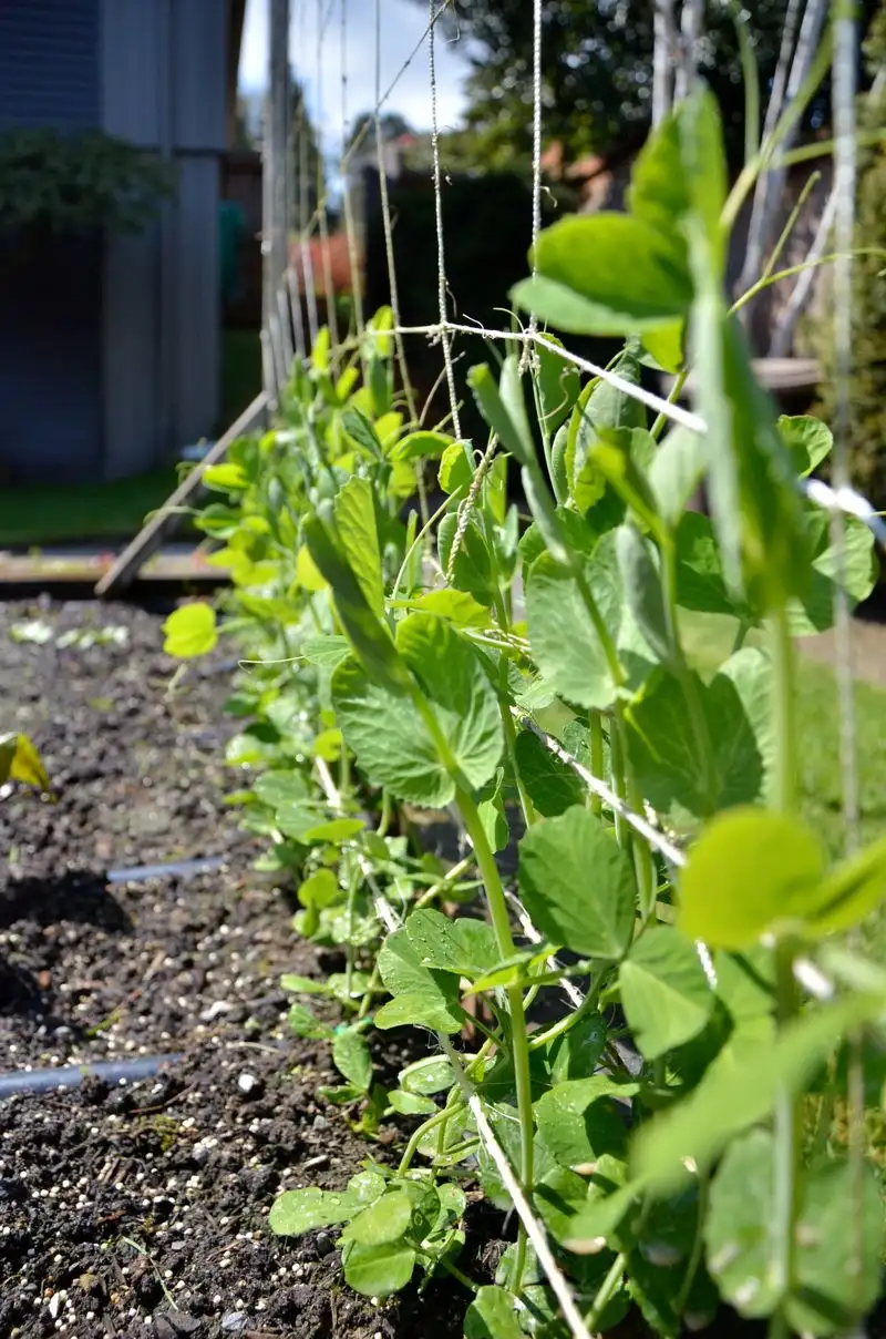 Peas