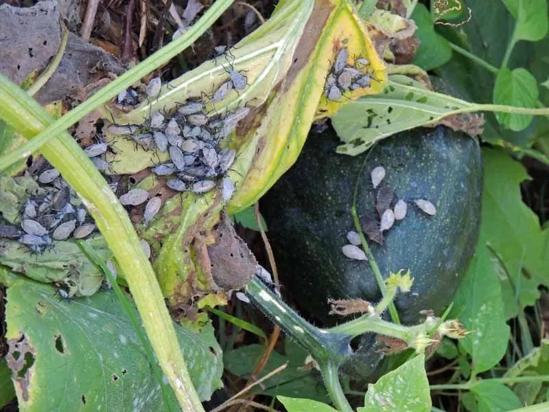 Zucchini