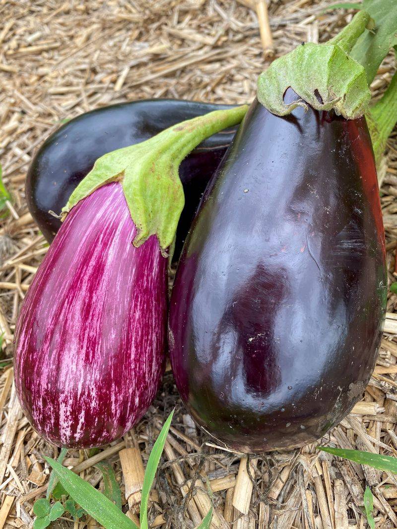 Eggplants