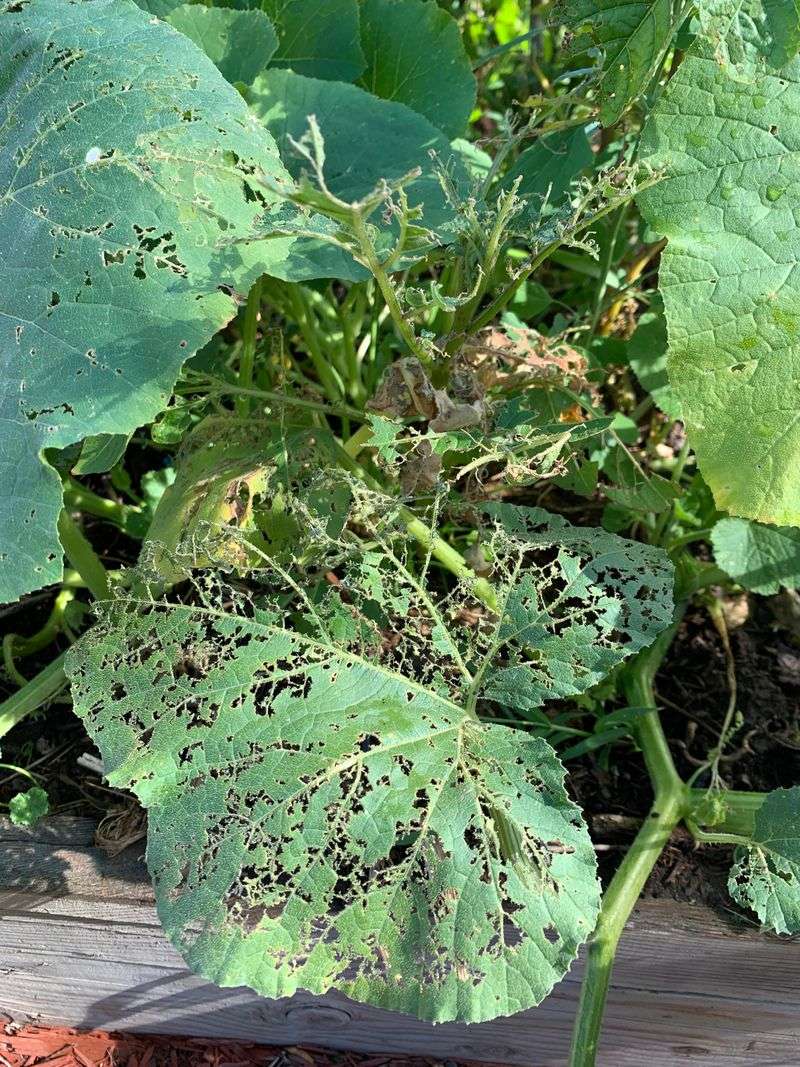 Squash