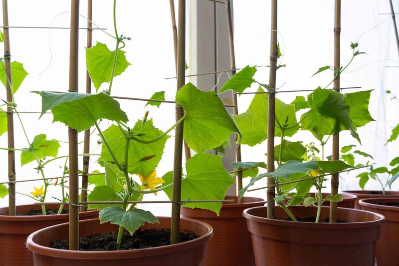 Cucumbers (Struggle)