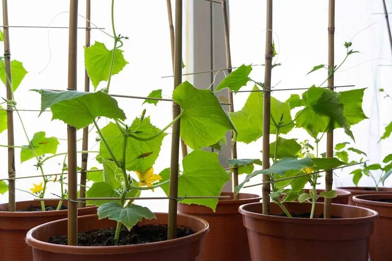 Cucumbers (Struggle)