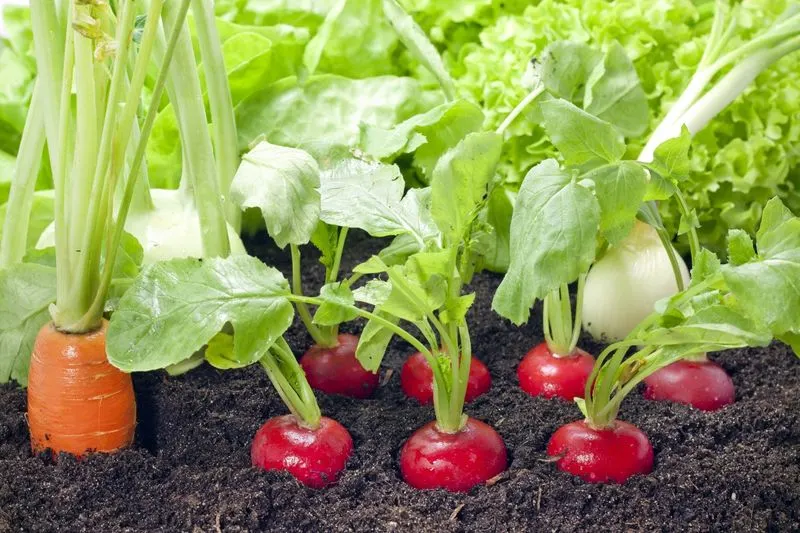 Cucumbers and Radishes