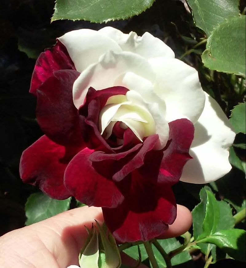 Captivating Budding Process