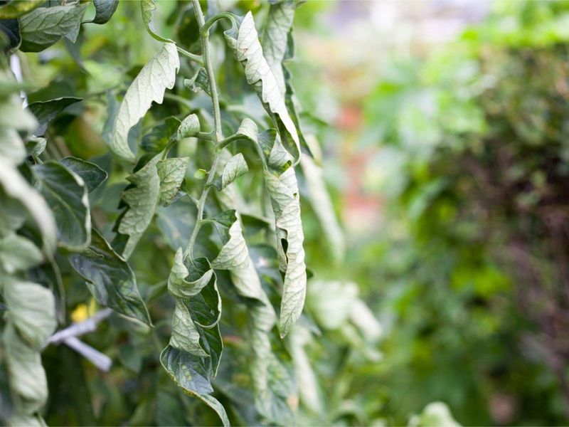Curling Leaves