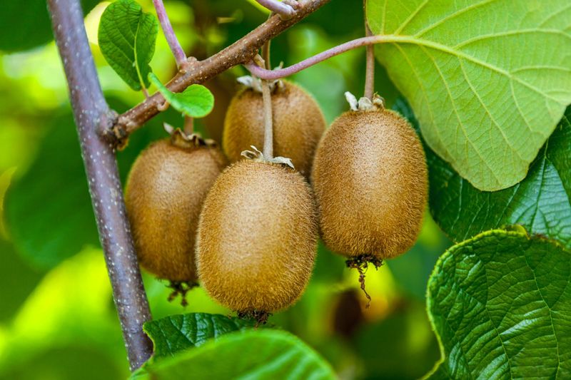 Kiwifruit