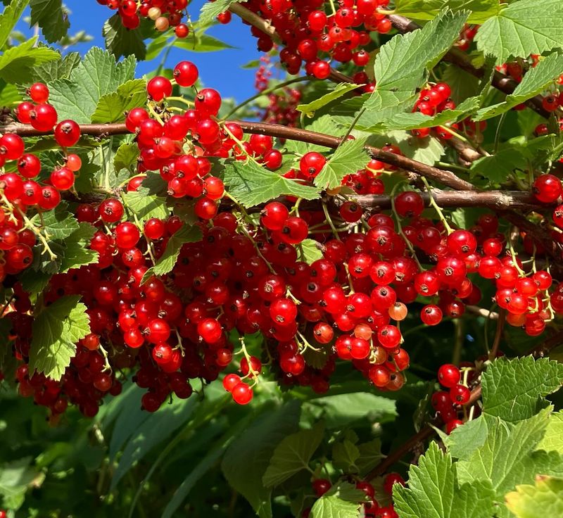 Currants
