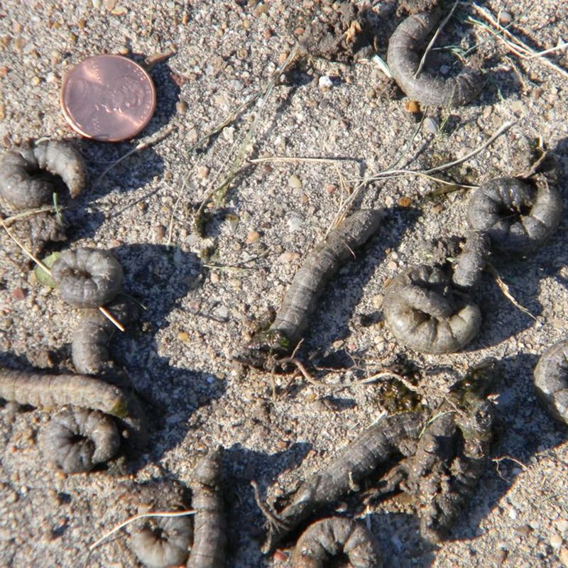 Cutworms