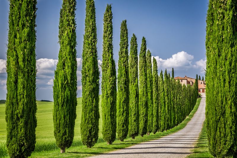 Cypress