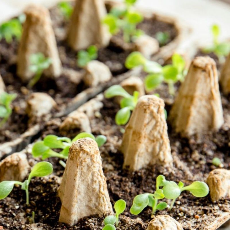 DIY Seed Starters