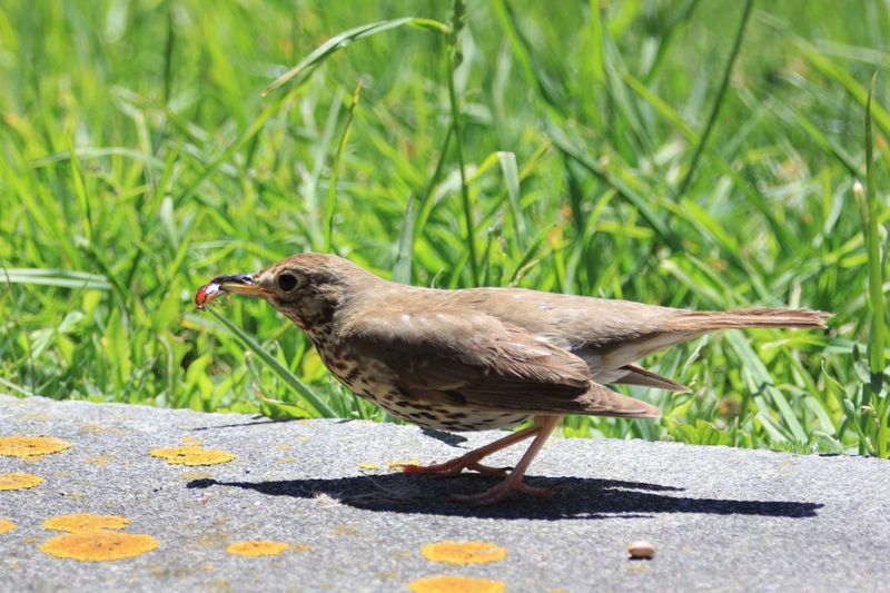 Attracting Beneficial Birds