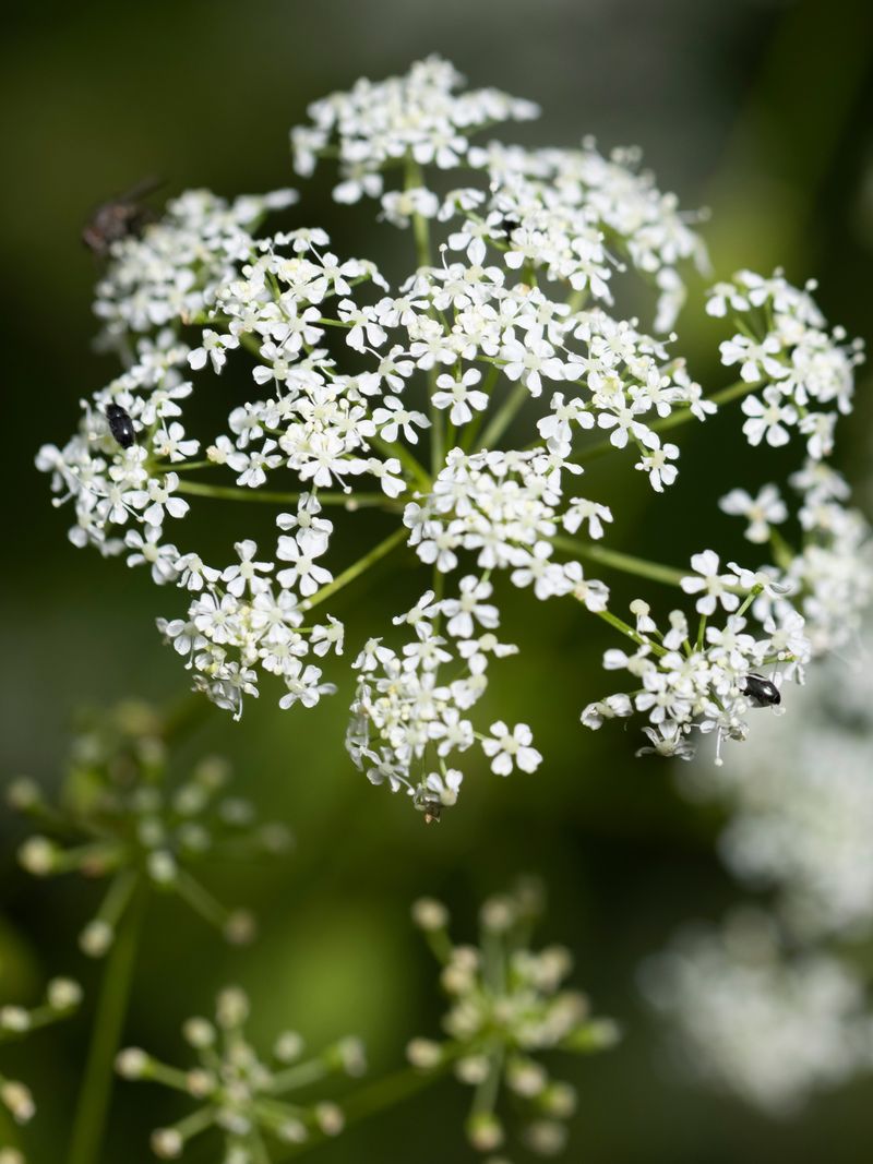 Hemlock