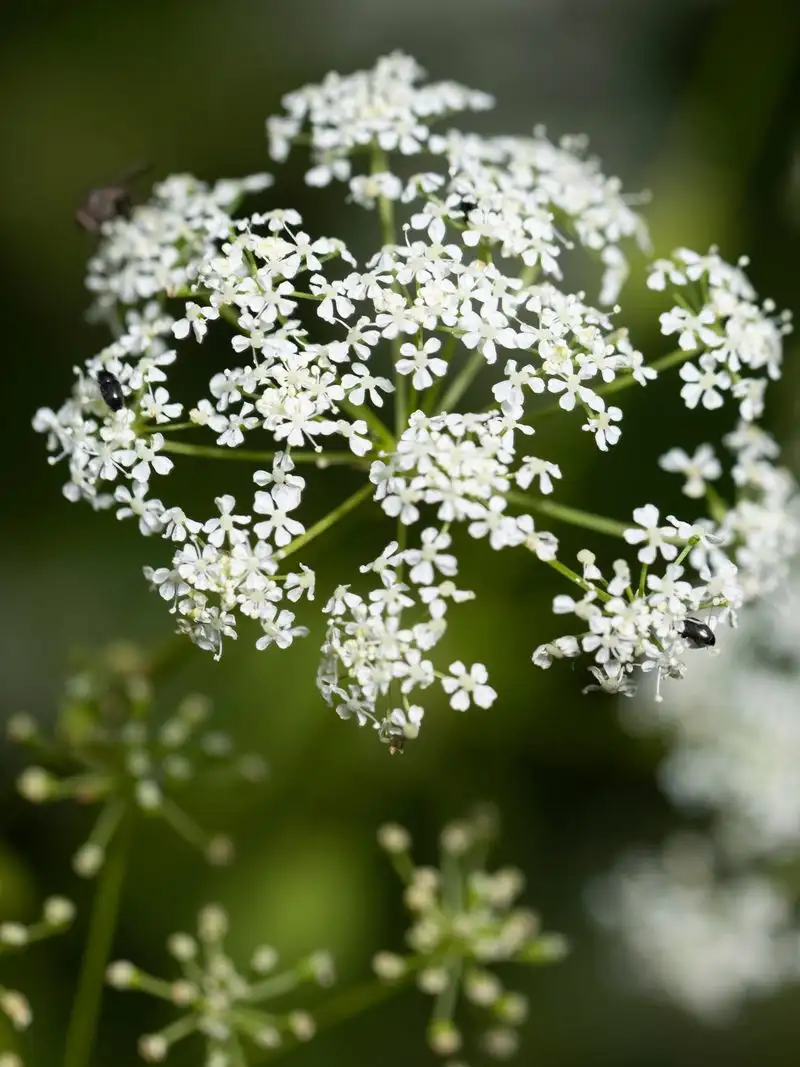 Hemlock