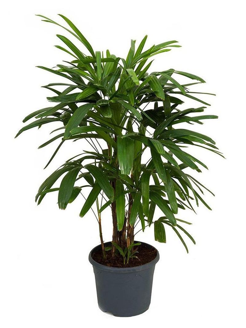 Parlor Palm