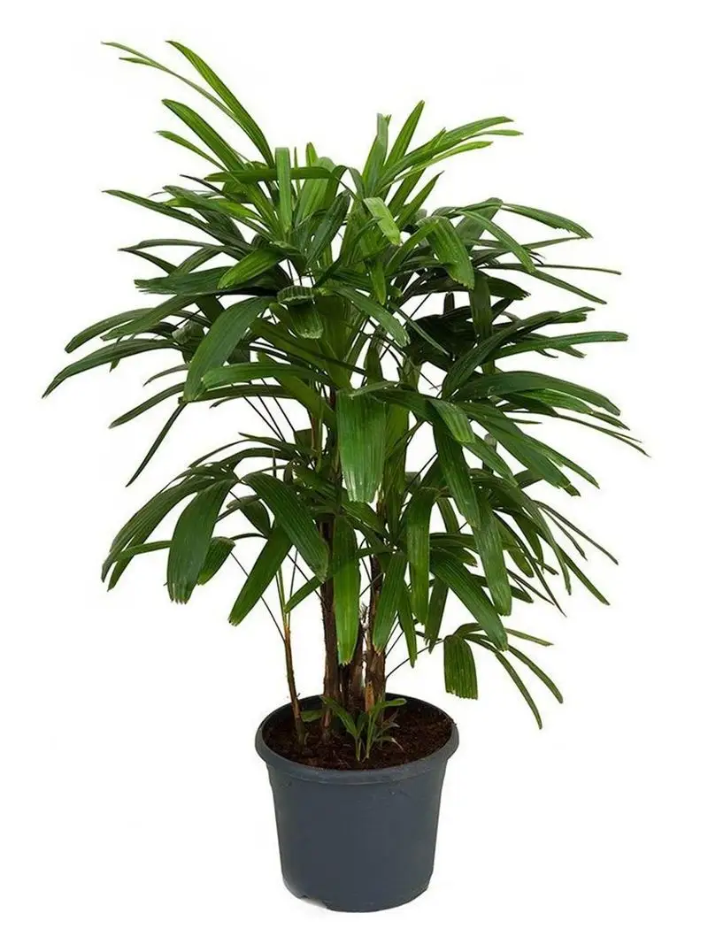 Parlor Palm