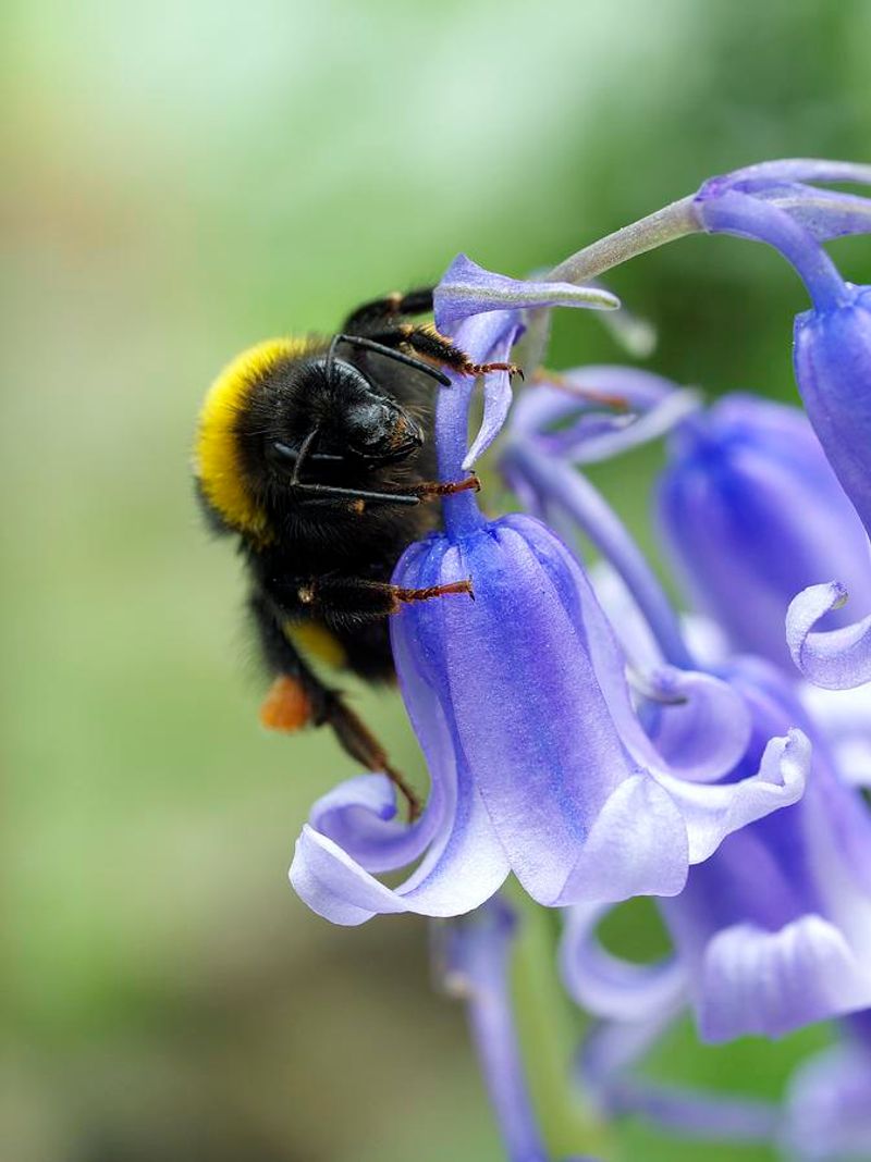 Bluebells